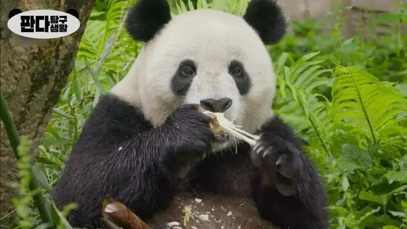 흡사 팬더 강도단이 된 PD들