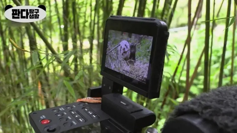 흡사 팬더 강도단이 된 PD들
